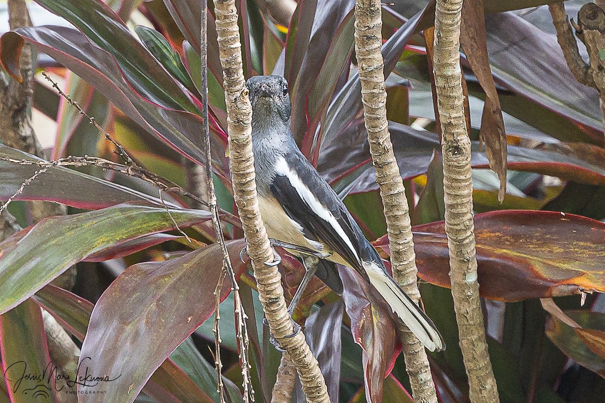Oriental Magpie-Robin - ML646107160