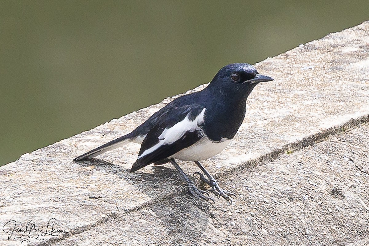 Oriental Magpie-Robin - ML646107161