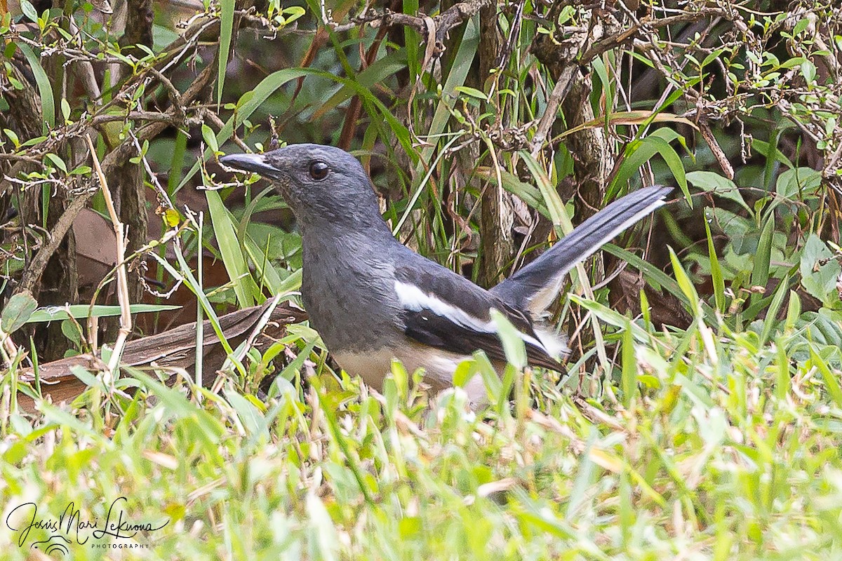 Oriental Magpie-Robin - ML646107162