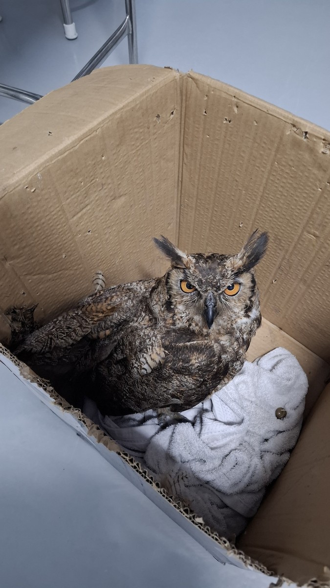 Great Horned Owl - ML646107163
