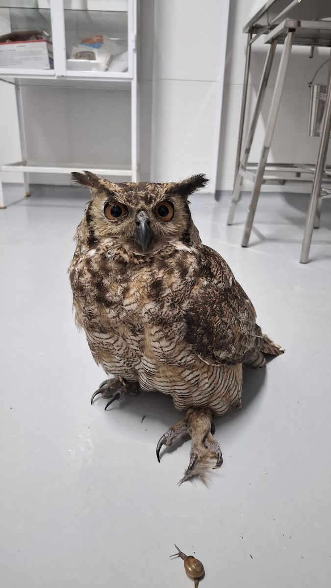 Great Horned Owl - ML646107164