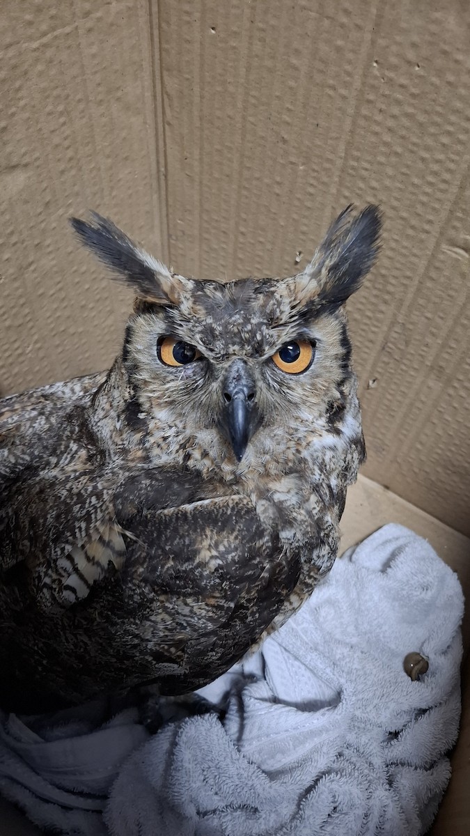 Great Horned Owl - ML646107165