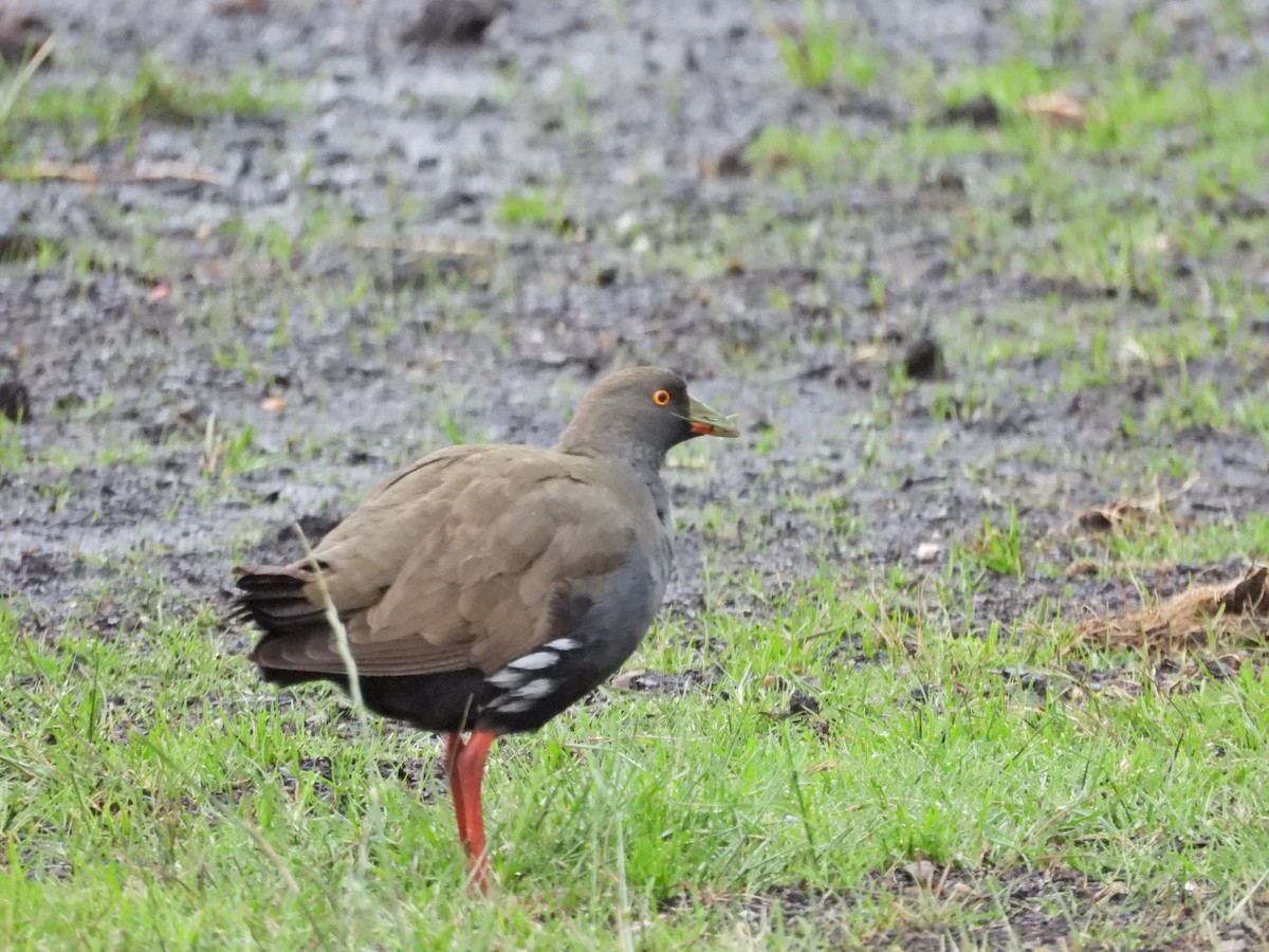 Black-tailed Nativehen - ML646107166