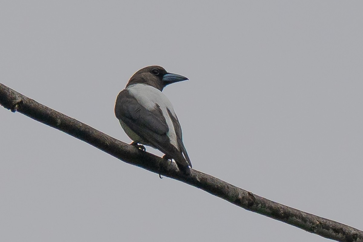Ivory-backed Woodswallow - ML646107167