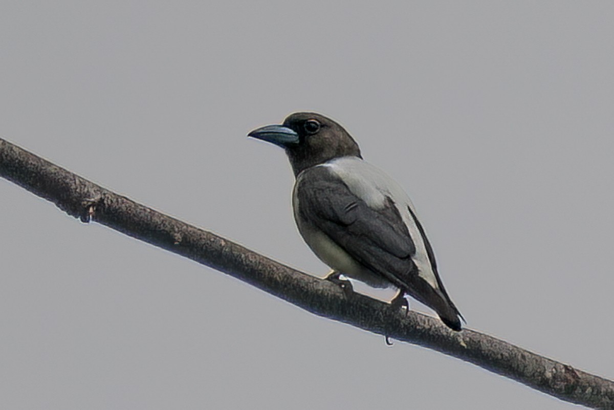 Ivory-backed Woodswallow - ML646107168