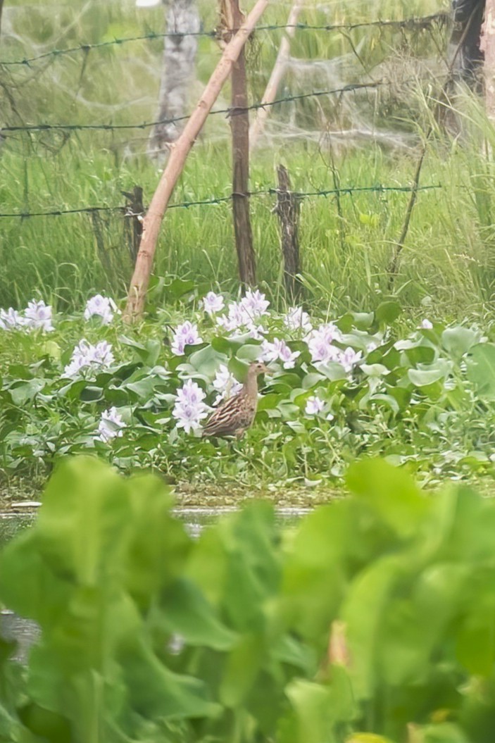 ツルクイナ - ML646107173