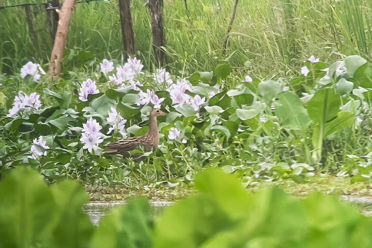 ツルクイナ - ML646107174