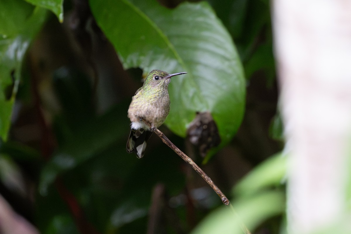 Scaly-breasted Hummingbird - ML646107177