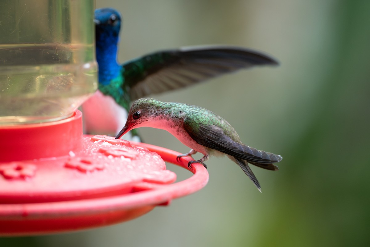 White-bellied Emerald - ML646107190