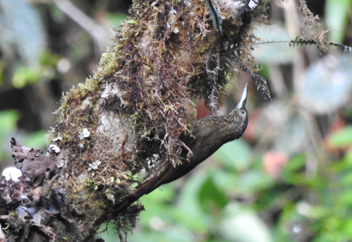 Olive-backed Woodcreeper - ML646107201
