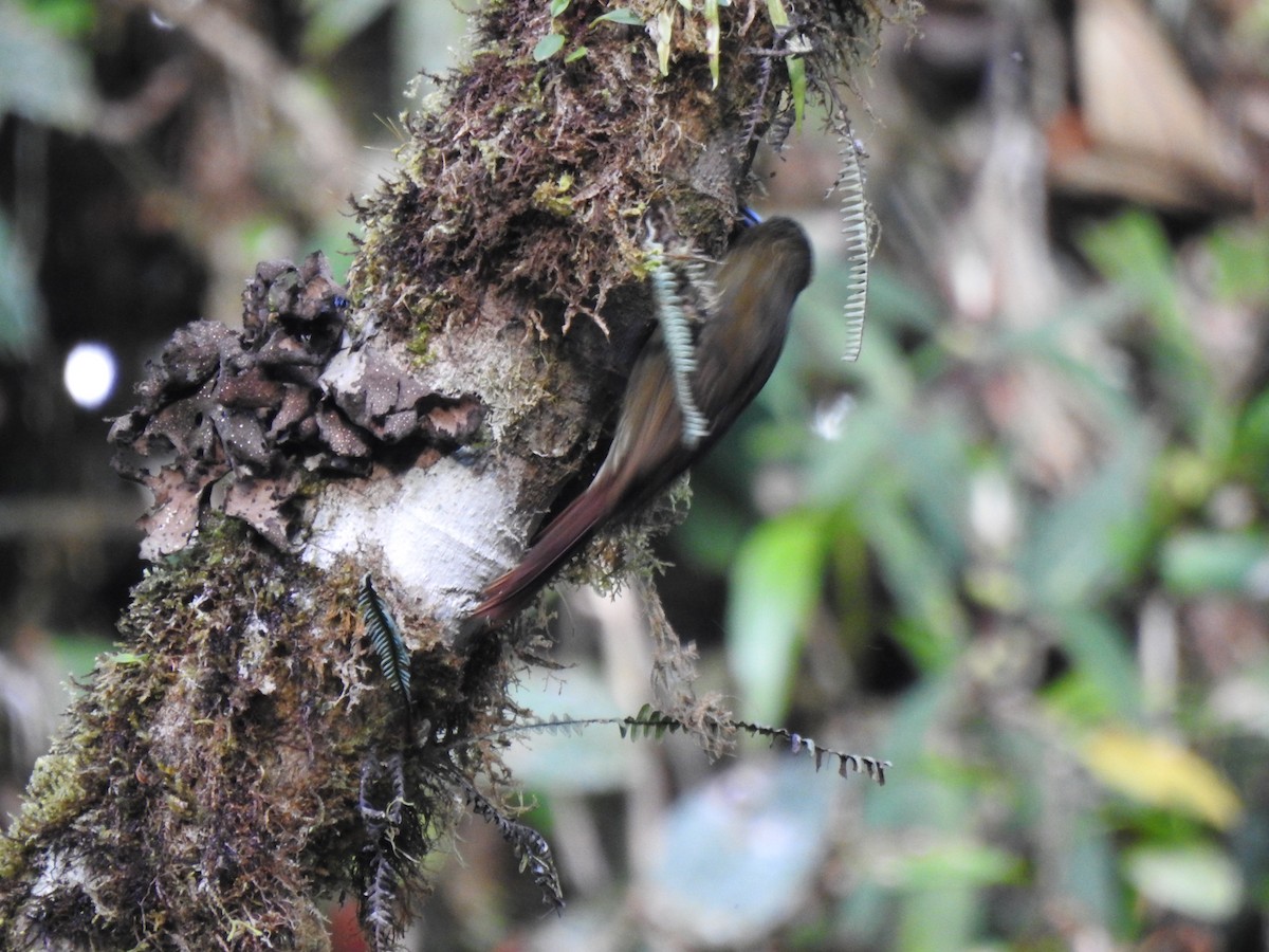 Olive-backed Woodcreeper - ML646107203