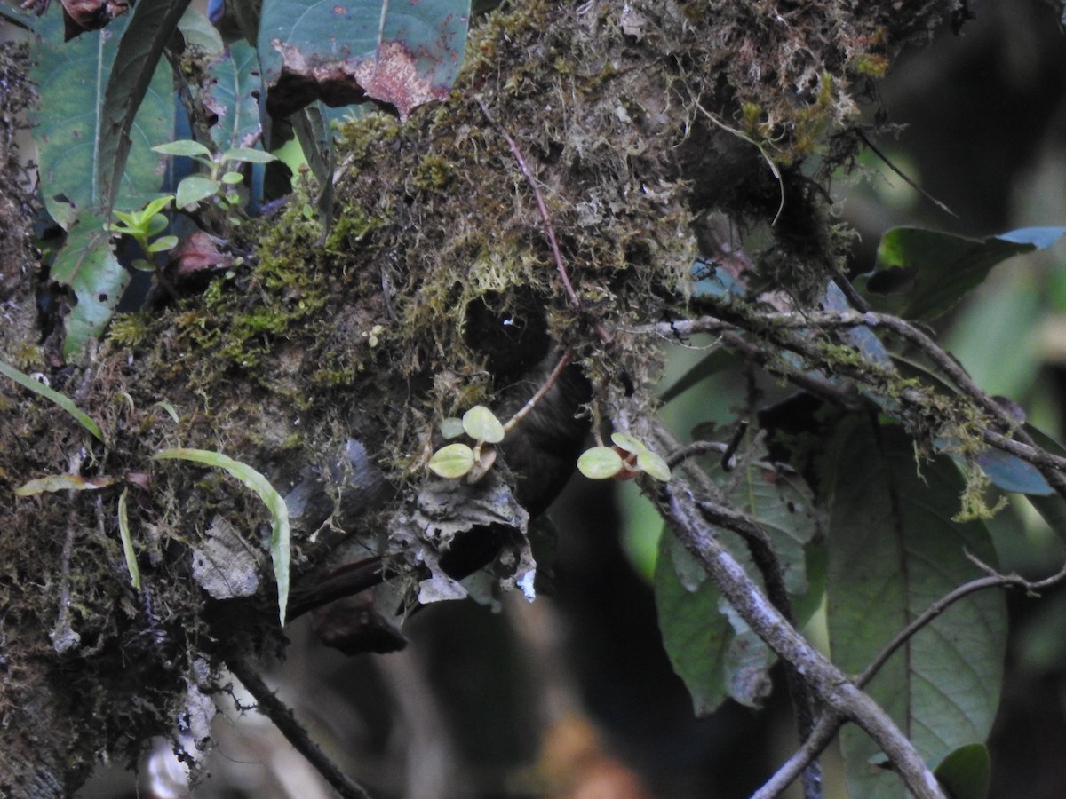 Olive-backed Woodcreeper - ML646107205