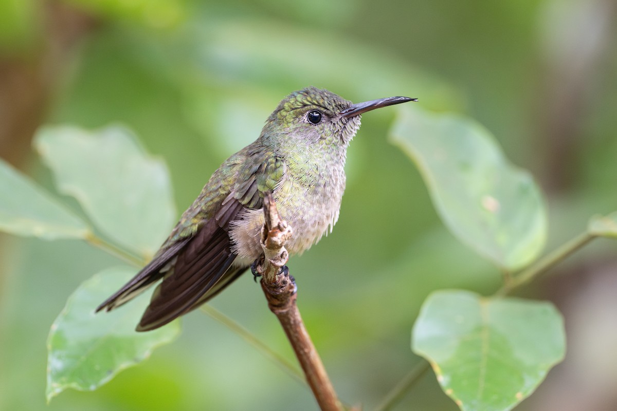 Scaly-breasted Hummingbird - ML646107208