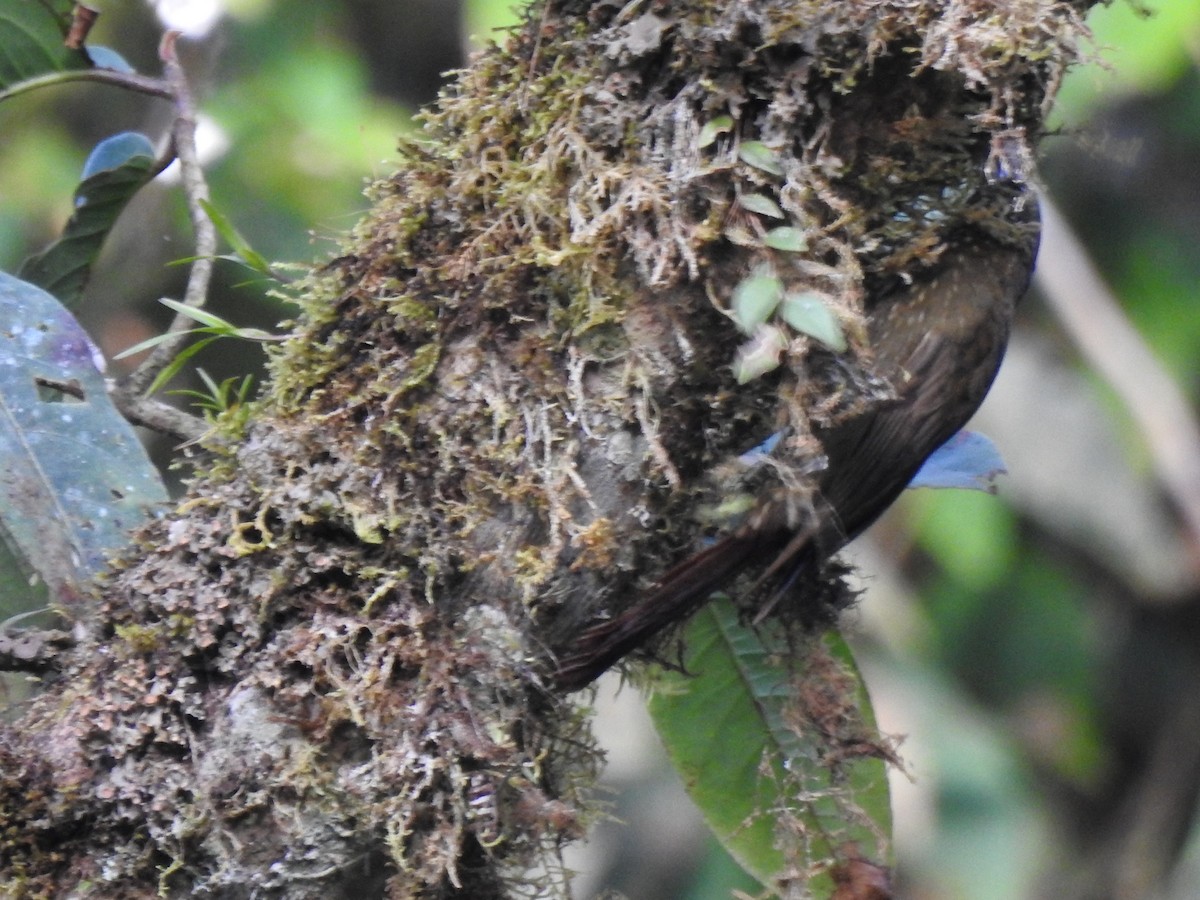 Olive-backed Woodcreeper - ML646107209