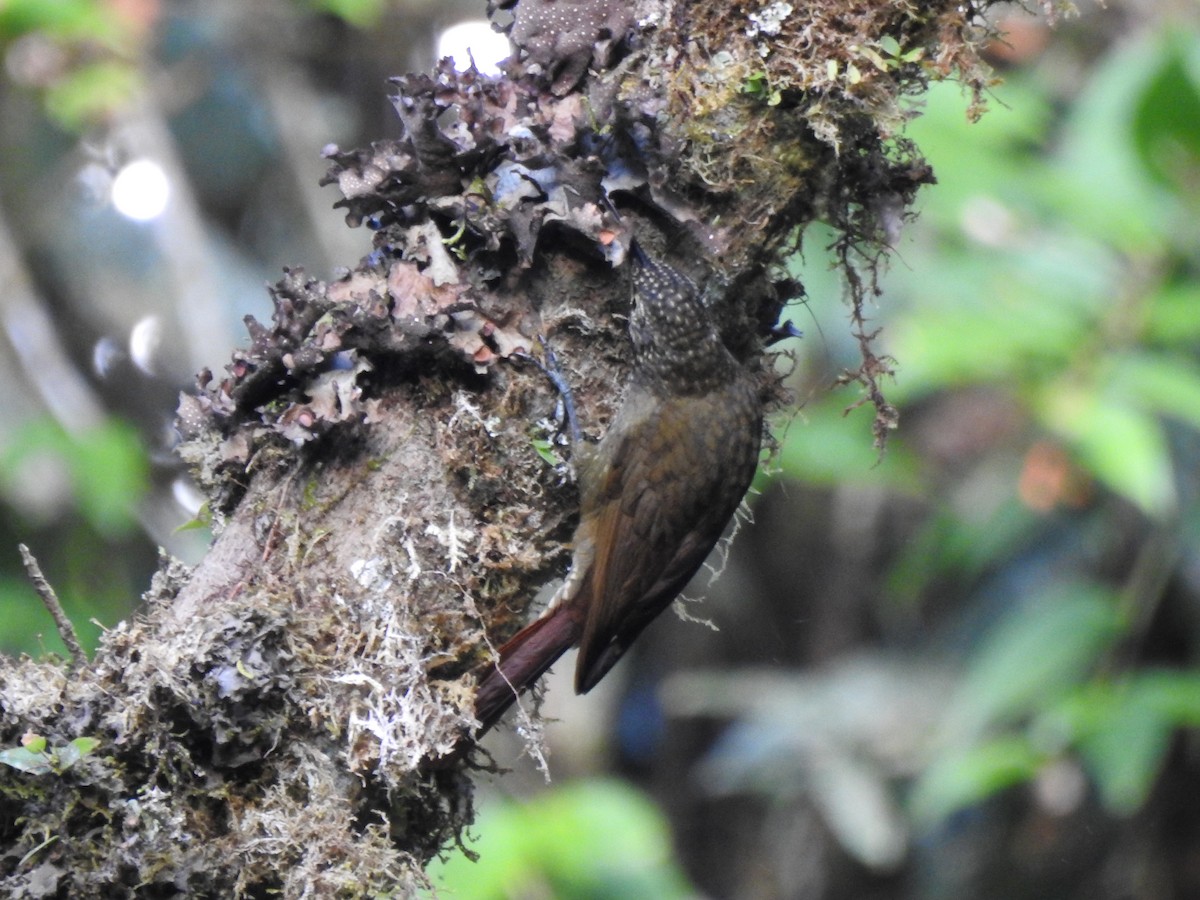 Olive-backed Woodcreeper - ML646107213