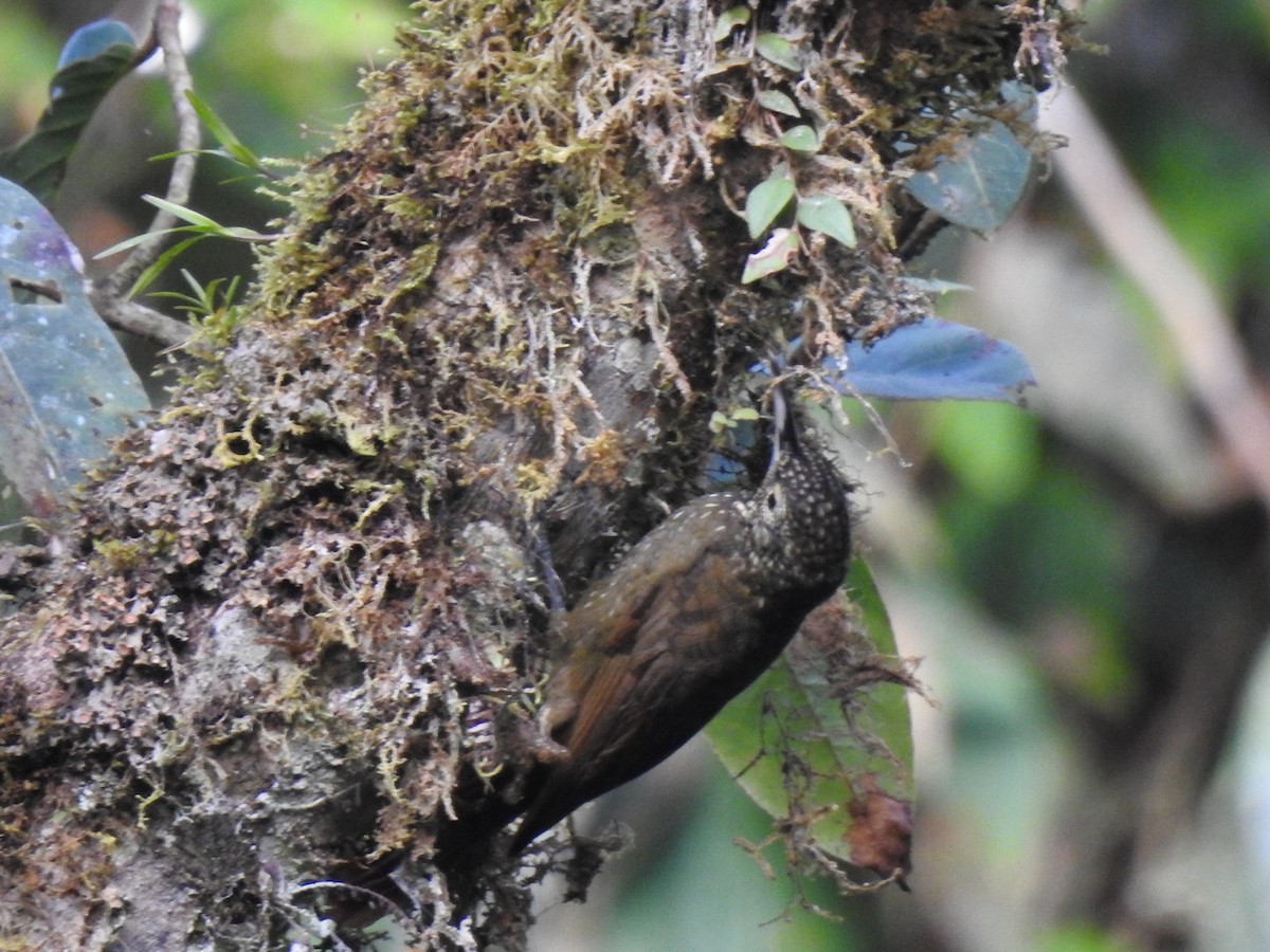 Olive-backed Woodcreeper - ML646107214