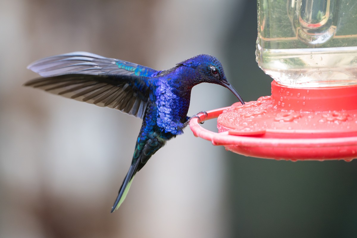 Violet Sabrewing - ML646107215