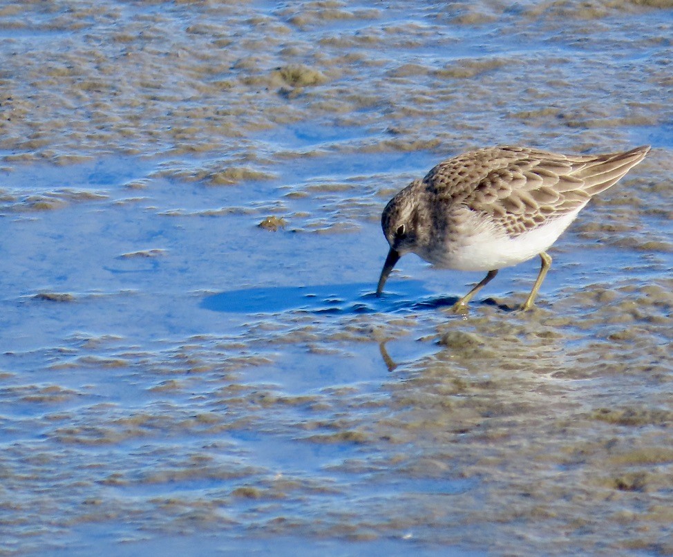 Least Sandpiper - ML646107216
