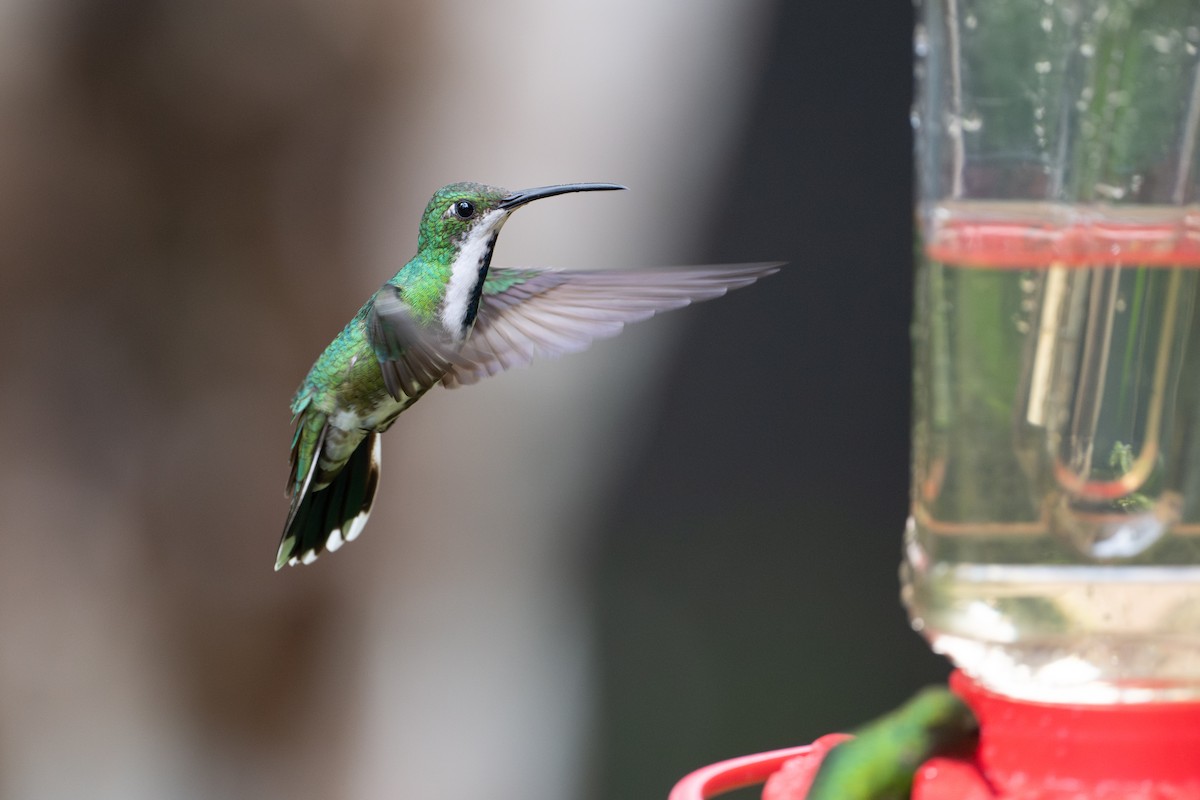 Green-breasted Mango - ML646107217