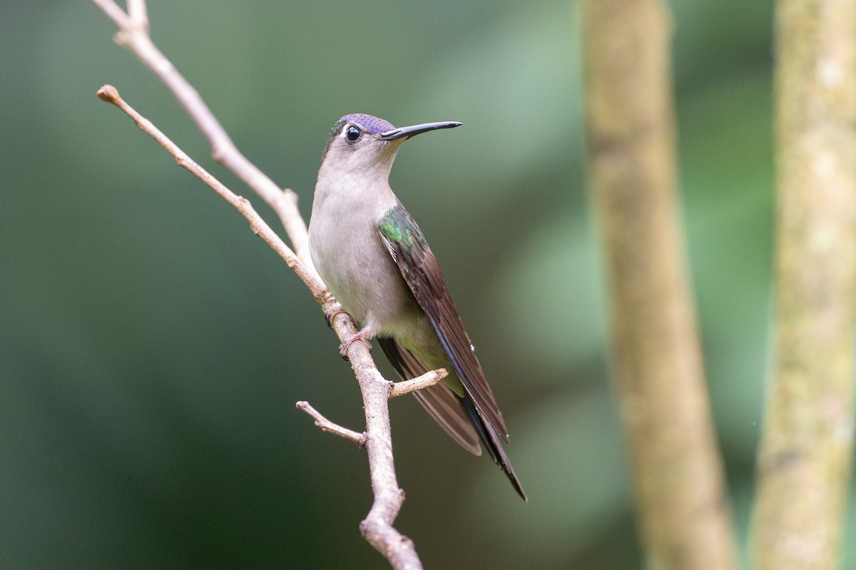 Wedge-tailed Sabrewing - ML646107218