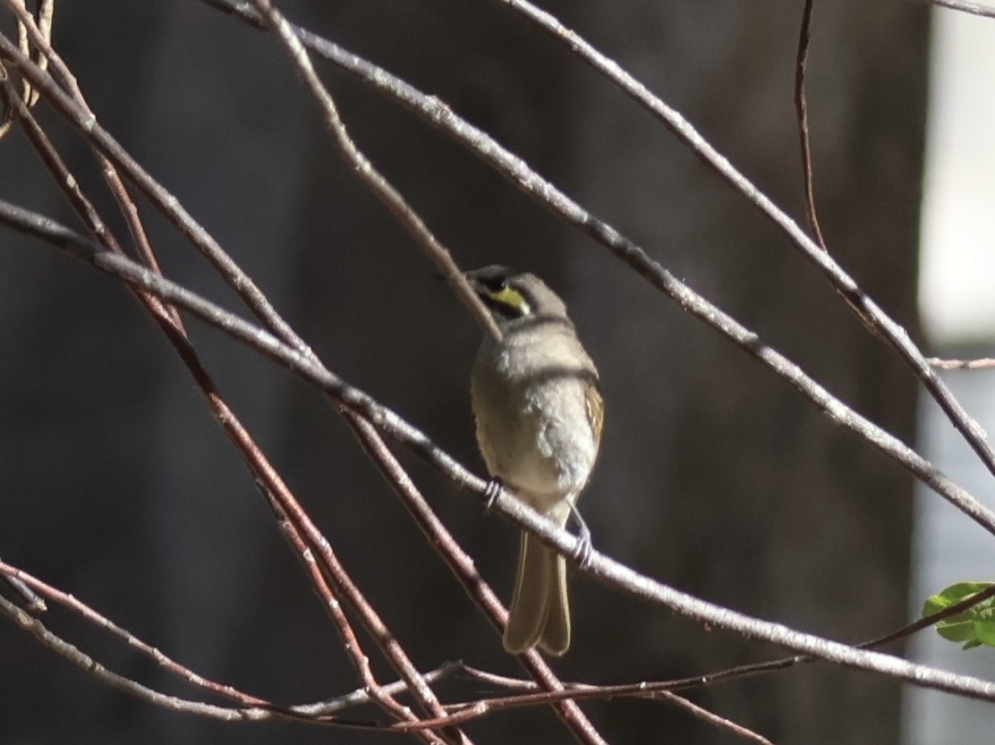 Yellow-faced Honeyeater - ML646107220