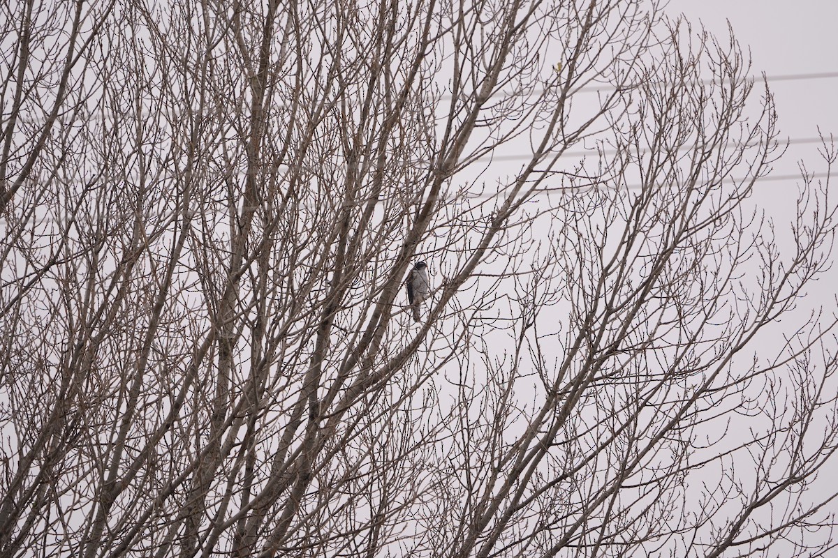 Яструб великий - ML646107223