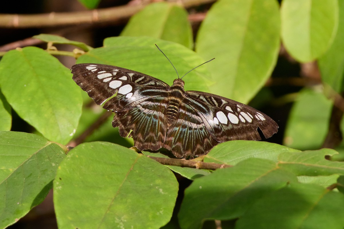 Clipper - ML646107224