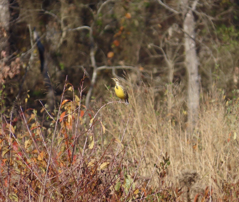Eastern Meadowlark - ML646107229
