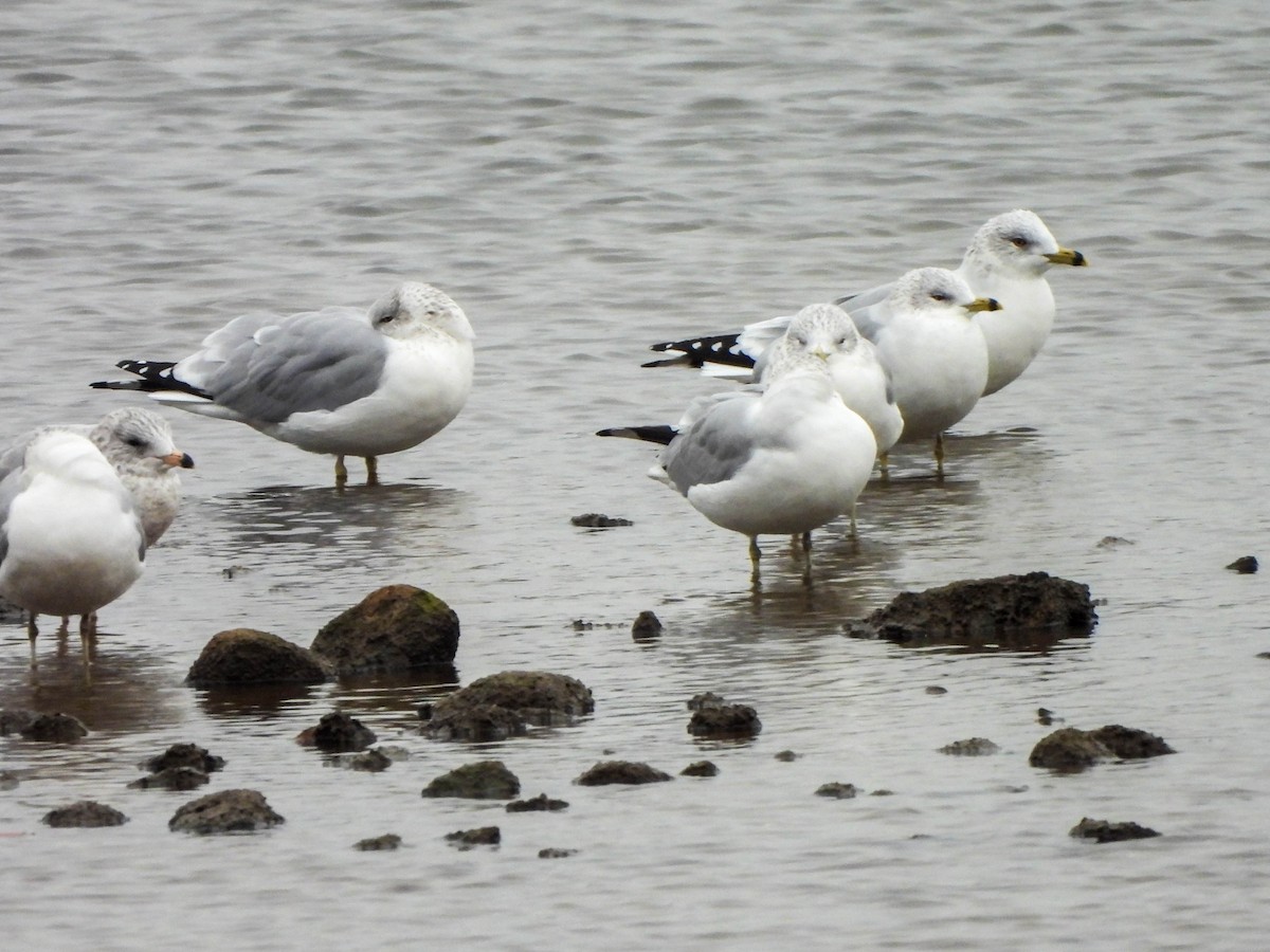 Ring-billed Gull - ML646107243