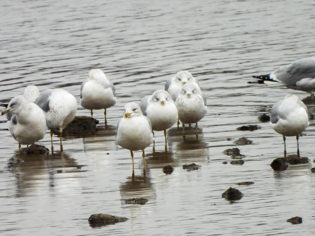 Ring-billed Gull - ML646107245