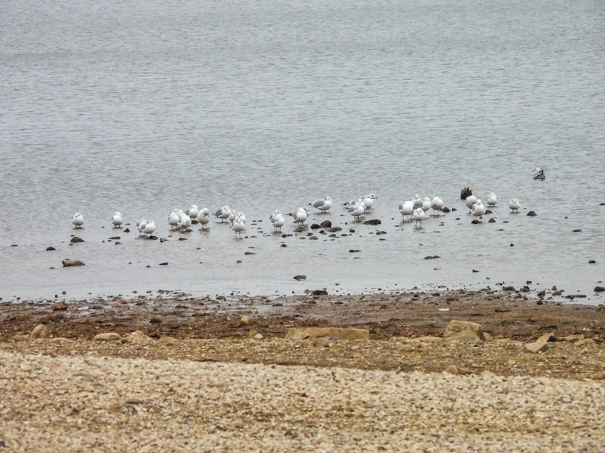 Ring-billed Gull - ML646107247