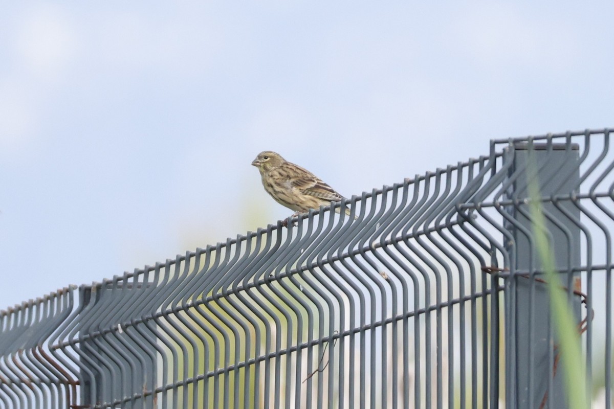 European Serin - ML646107249