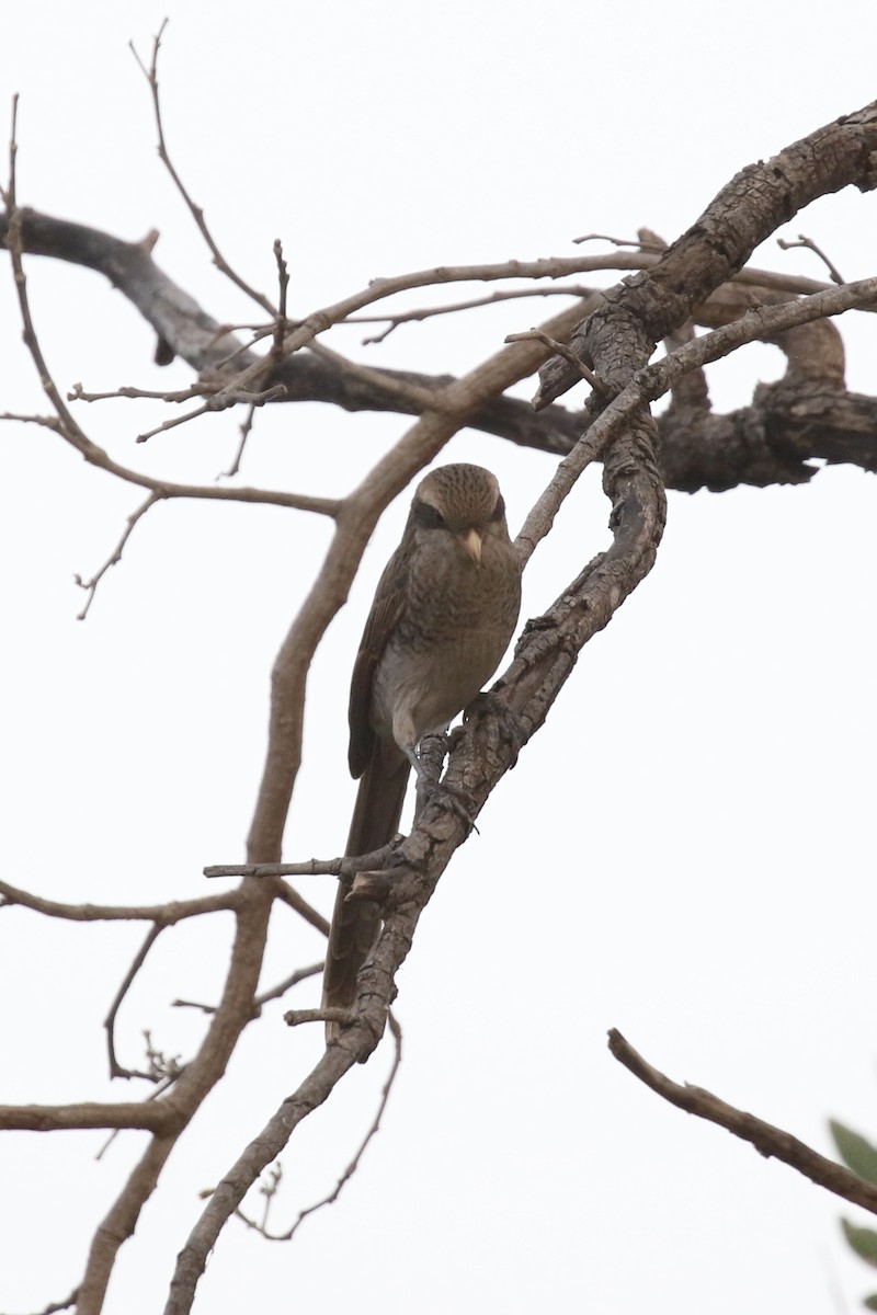 Yellow-billed Shrike - ML646107250