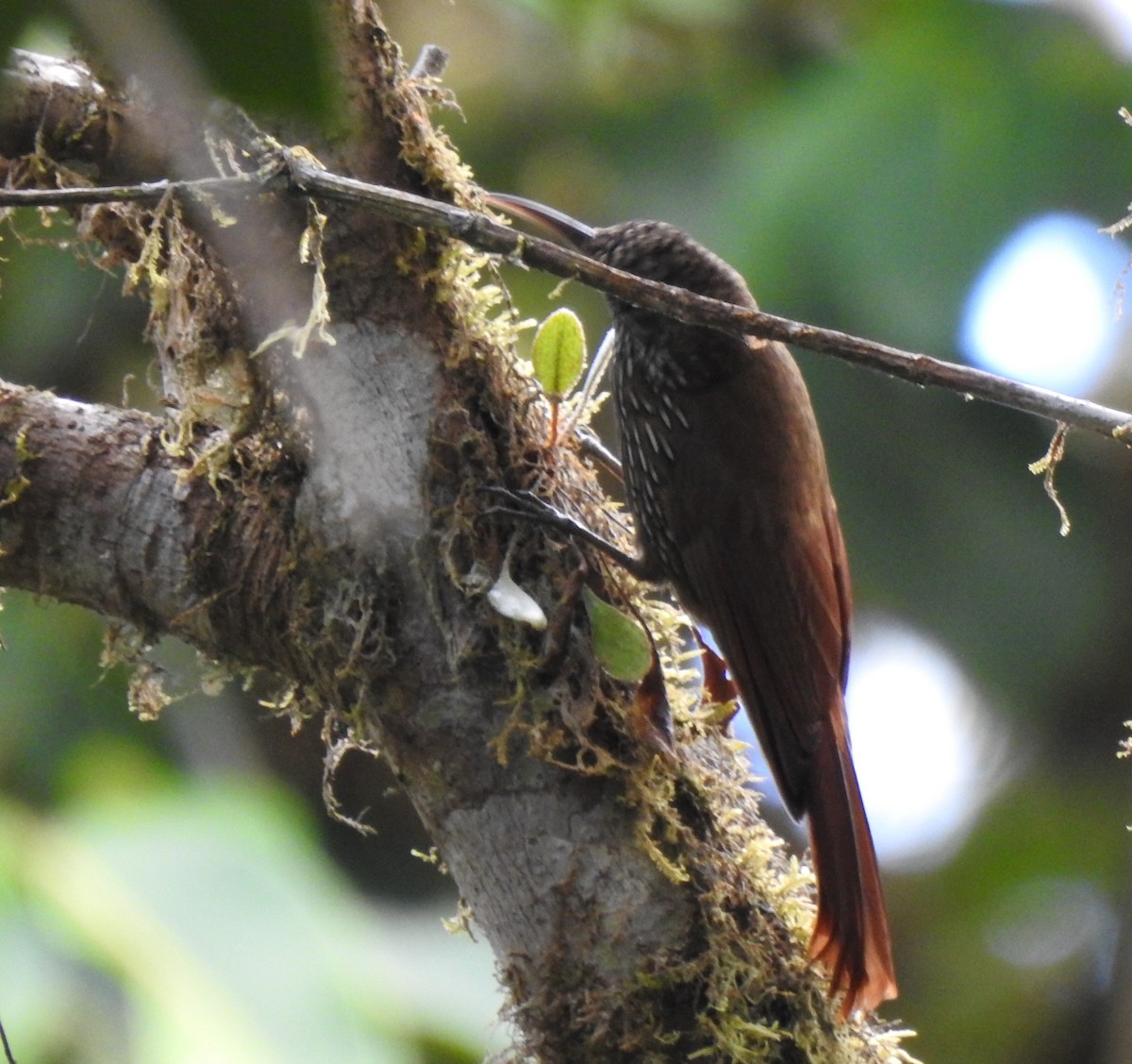 tåretreløper - ML646107252