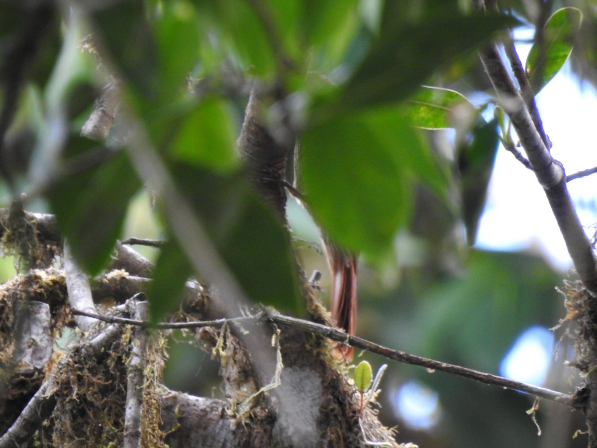 tåretreløper - ML646107253