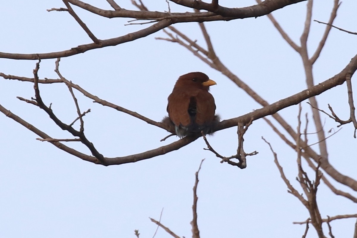 Broad-billed Roller - ML646107254