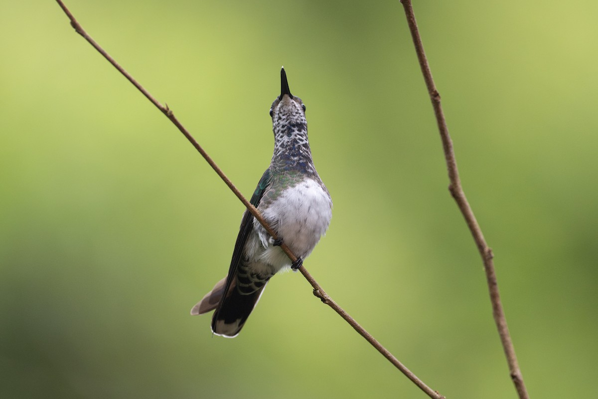 White-necked Jacobin - ML646107256