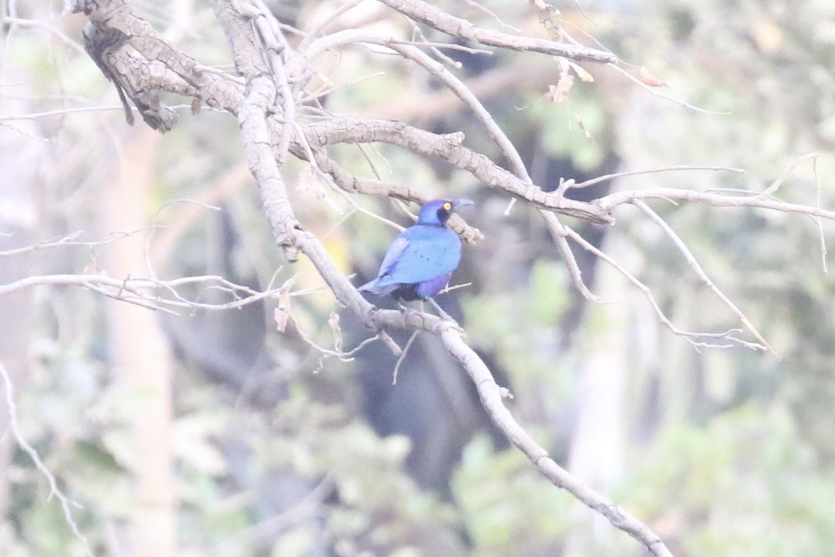 Purple Starling - ML646107257