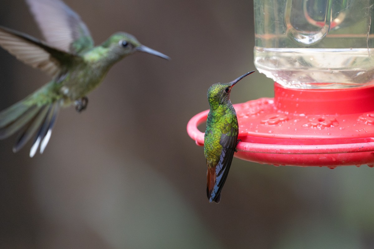 Rufous-tailed Hummingbird - ML646107258