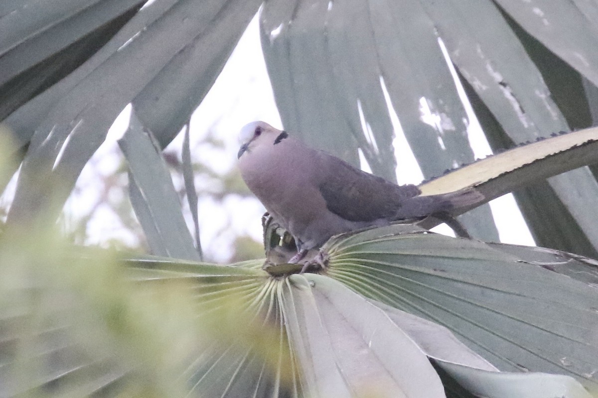 Red-eyed Dove - ML646107259
