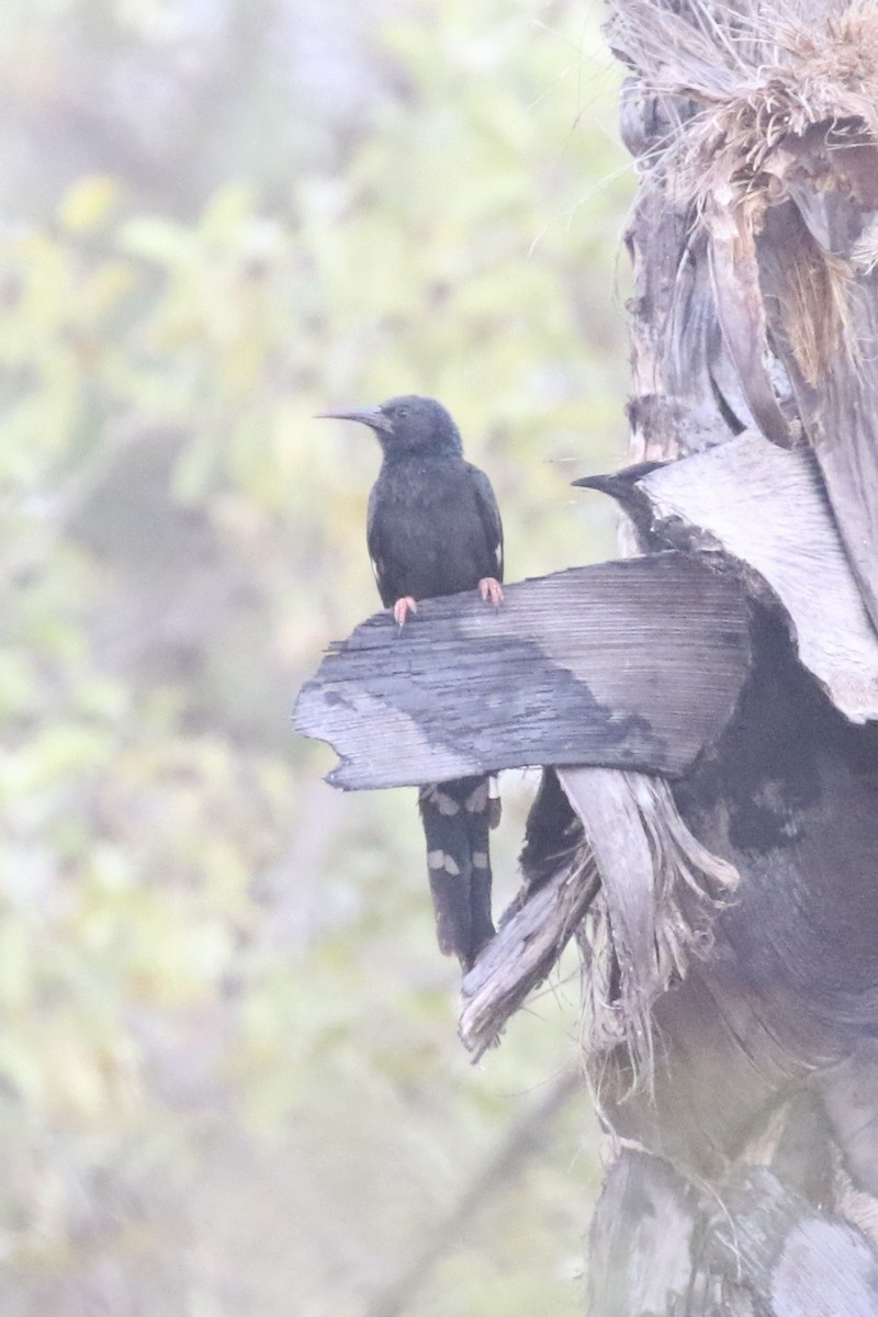Green Woodhoopoe - ML646107263