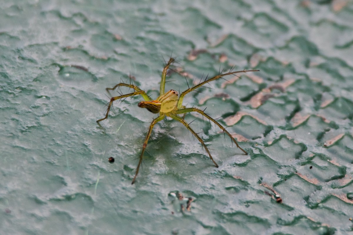 Lean Lynx Spider - ML646107269