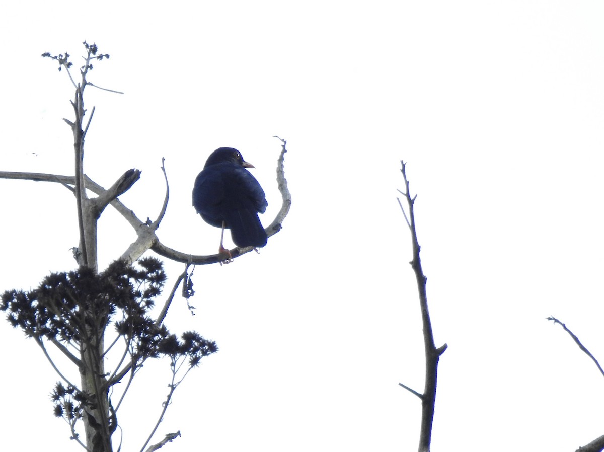 Glossy-black Thrush - ML646107286