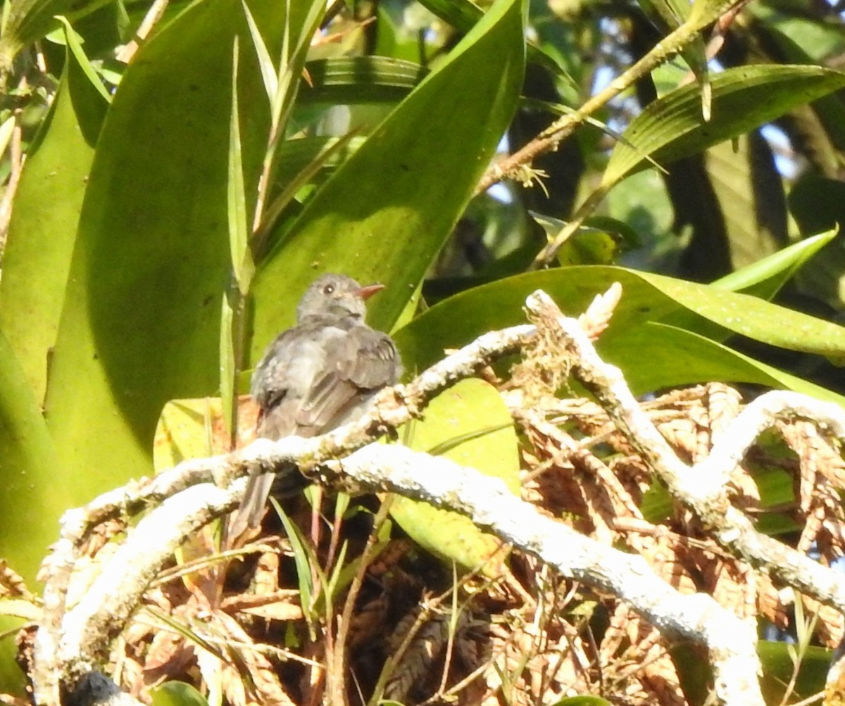 Smoke-colored Pewee - ML646107287