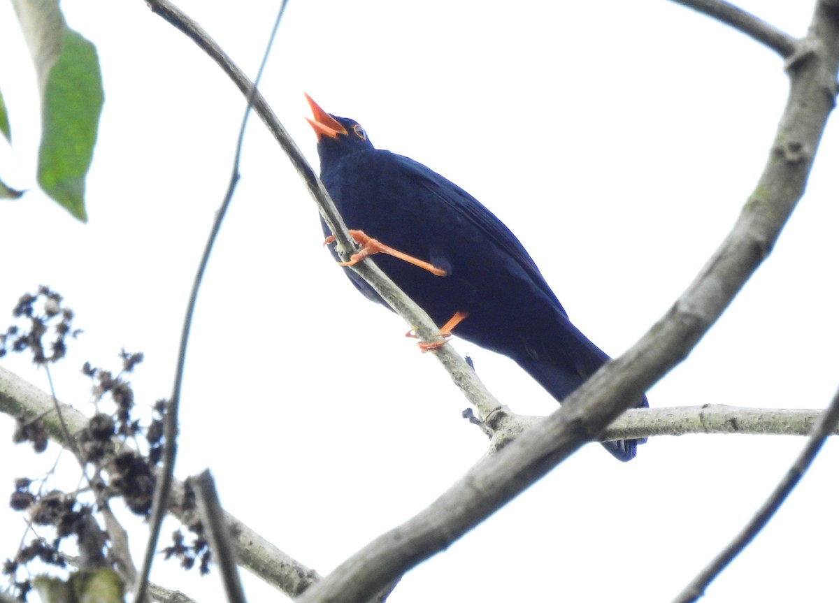 Glossy-black Thrush - ML646107288