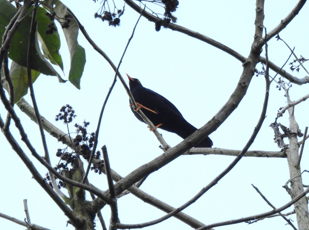 Glossy-black Thrush - ML646107289
