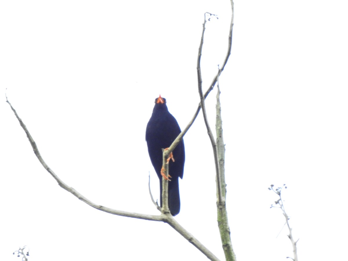 Glossy-black Thrush - ML646107290