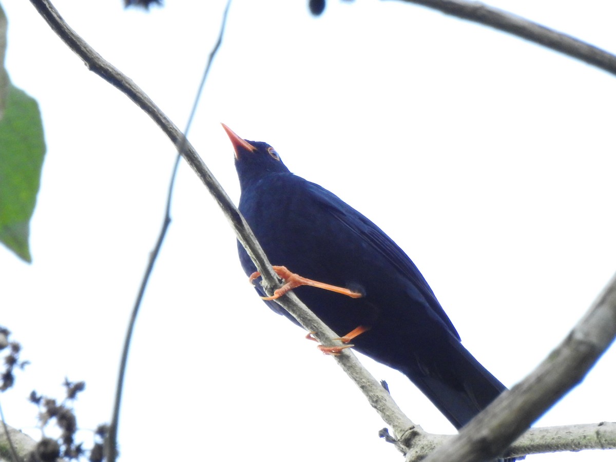 Glossy-black Thrush - ML646107291