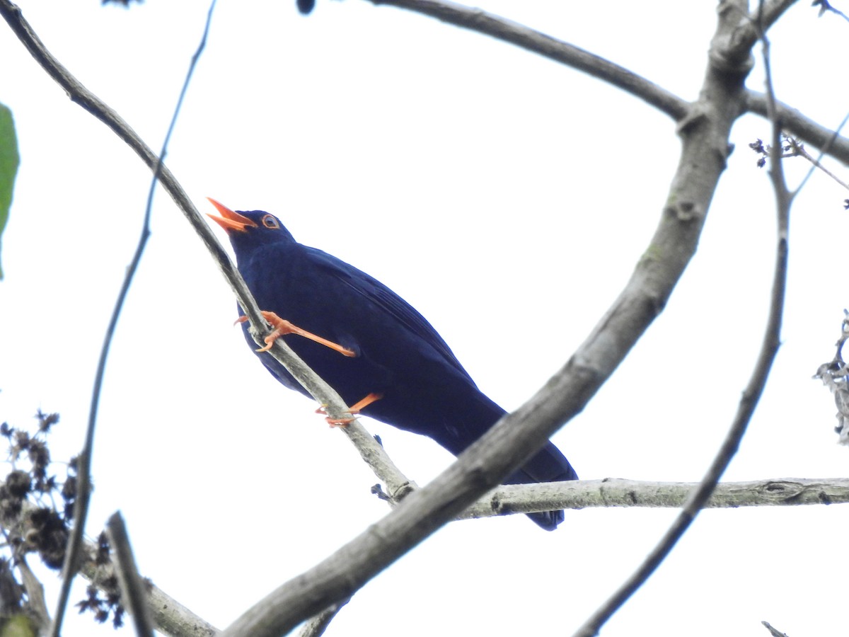 Glossy-black Thrush - ML646107292