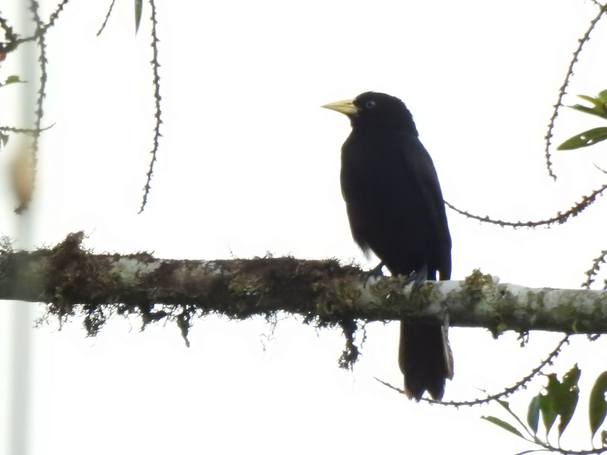 Scarlet-rumped Cacique - ML646107293